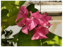 5 Cuttings Bougainvillea glabra paper flower Pink - $12.87