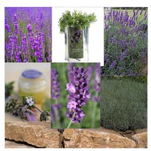 ArfanJaya 200 English Lavender Seeds Heirloom Always - £6.04 GBP