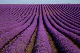 Lavender Imported Provence Bright Purple Lavandula Angustifolia, 100 seeds - £11.21 GBP