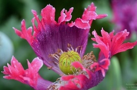 100 Seeds Purple Pink Poppy Drama Queen Flowers New Crop Garden  - $7.90
