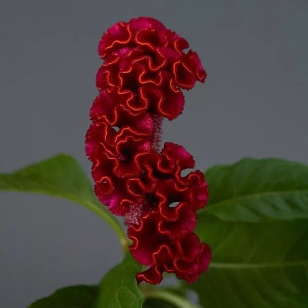Celosia Seeds 25 Pelleted Seeds Celosia Neo Red Cut Flower Seeds Fresh New - £15.34 GBP