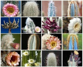 Columnar cacti MIX @ outdoor rare cactus seed 100 SEEDS - £7.18 GBP