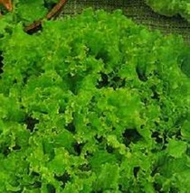 3000 Lettuce Seeds Grand Rapids Seeds Garden USA Seeds - £5.98 GBP