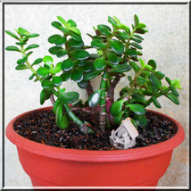 1 Pot Crassula Ovata Lucky Dollar Jade Succulent Money Tree 2.5&quot; Pot Plant GRD09 - £13.57 GBP