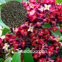 US Seller 100 Pcs Lot Indian Sandalwood Tree Seeds New Fresh Seeds - $11.64