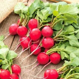 Radish saxa seeds - code 850 - 100 seeds Item image 2