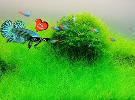 New Live Aquarium Plant Seeds Fish Tank Water Grass Ground Covering Plan... - $150.79 MXN