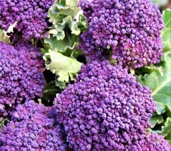 Early Purple Sprouting Broccoli Seeds 300 Seeds Non Gmo - £9.57 GBP