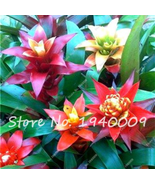 SL 20 Pcs/Lot Cactus Bromeliad Seeds - $2.75