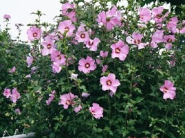 15 Pink Rose Of Sharon Flower Seeds Hibiscus PerennialFrom US - £6.59 GBP