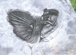 Item image 14