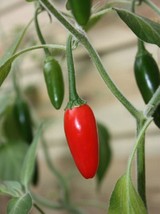Pepper Seeds - Hot - Serrano Tampiqueno - Vegetable - Gardening - Free Shippng - £24.77 GBP