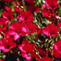 HGBO 75 Seeds Scarlet Red Flax Flower Seeds Long Lasting Annual Great Gift From  - $8.35