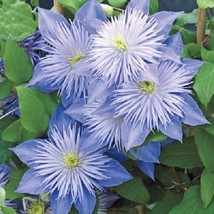 US Seller 25 Light Blue Clematis Seeds Flowers Seed Bloom - $10.98