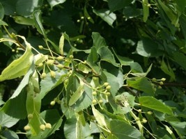 20 Of Green Mountain Linden Seeds Tilia Tomentosa - £9.43 GBP