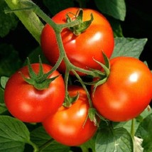 100 Early Girl Tomato Seeds Earlygirl Seeds Gardening USA Shipping - £15.87 GBP