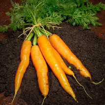 Imperator 58 Carrot Seeds, Danver, NON-GMO, Heirloom, Variety Sizes, FRE... - $1.67+