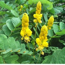Daun Ketepeng Cina - Cassia alata Linn. Leaf (Dried), 80 Gram - $14.38