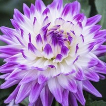 Er Rare Beautiful Perennial Dahlia Flowers Seeds 20Pcs - $11.93