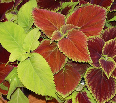 Item image 1 image 1