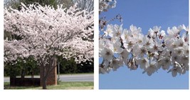 2.5&quot; pot Yoshino Flowering Cherry Tree Garden &amp; Outdoor Living  - £34.32 GBP