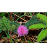 Thai Sensitive Flower  20 Fresh Mimosa Pudica, Sensitive Flower Seeds, M... - $40.11 MXN