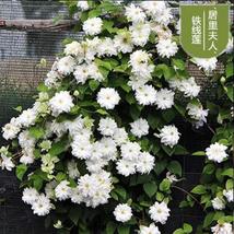 25pc CLEMATIS SEEDS USA Garden Plant Flower vine climber (Madame Curie) - £12.74 GBP