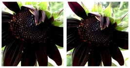 New 300 Seeds / Pack Black Univalve Sunflower Seeds - $28.98
