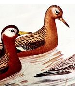 Red Phalarope Shorebirds 1936 Bird Lithograph Color Plate Print DWU12B - €21,45 EUR