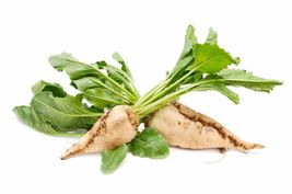 SH 100 Seeds Sugar Beet Seeds-NON GMO-Open Pollinated-Sweet Tasting-Cold  - £8.16 GBP