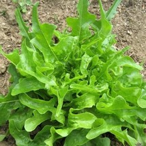 USA Seller Royal Oakleaf Leaf Lettuce Seeds 500 Seeds - $15.58