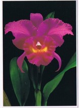Postcard Kohala Cattleya Orchid Waimea On Hawaii Big Island - £4.54 GBP