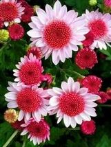 Pink Dwarf Sunflowers Flowers 50 Seeds - $18.67