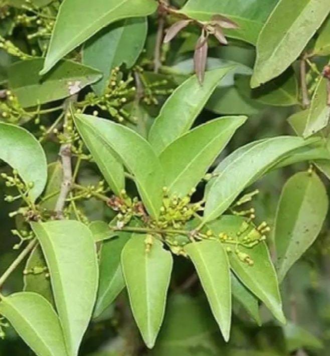 Benalu Teh - Scururula Oortina (Dried), 80 Gram - $15.16
