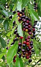 2 Live Plants Wild Black Cherry Tree Seedlings 1 Ft Prunus Serotina Edible Fruit - £55.06 GBP
