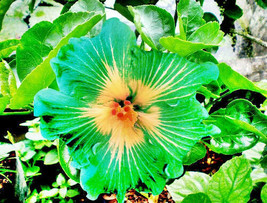 US Seller 20 Green Yellow Hibiscus Seeds Flowers Perennial Flower - £8.77 GBP