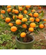20 Mandarin Orange Tree Seeds - Citrus reticulata Blanco - Indoor Plant.... - $7.55