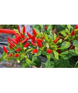 MX Premium Small Red Chili Pepper 5000 Scoville Units Chili Powder Bulk ... - $10.09