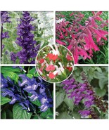 New Fresh Imported Mixed 5 Typed Of Salvia With Tubular Flowers Pack 20 ... - $208.24 MXN