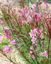 TISSEEDS 100 Pink Gaura Whirling Butterflies Gaura Biennis Flower Seeds FAST SHI - £7.11 GBP