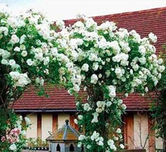 US Seller 100Pcs White Climbing Rose Seeds Fast Shipping - $14.18