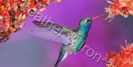 New Hummingbird Design Checkbook Cover Purple - £7.92 GBP