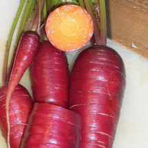 Simple Pack 130 seed Vegetable Carrot Purple Dragon - £6.22 GBP