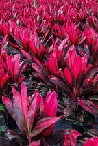 Tropical Cordyline Red Sister Live Plant 7 To 10Tall~3 Rooted Plants Per... - £21.56 GBP