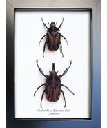 Rare Chelorrhina Kraatzi Pair Beetles Framed Entomology Collectible Shad... - $139.99