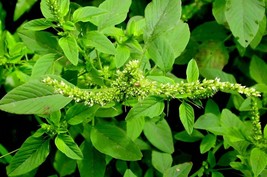 Bayam Duri - Amaranthus spinosus (Dried), 80 Gram - $16.27