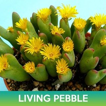 FMG Living Pebble Succulent Seeds Conophytum Bilobum Planting Seeds - $15.51
