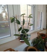 Hoya Pubicalyx Silver Splash on a Bamboo Trellis – Indoor Plant - €30,17 EUR