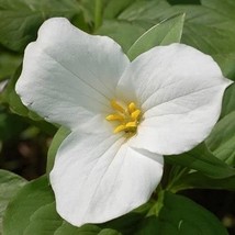 10 White Trillium Grandiflorum - $38.00