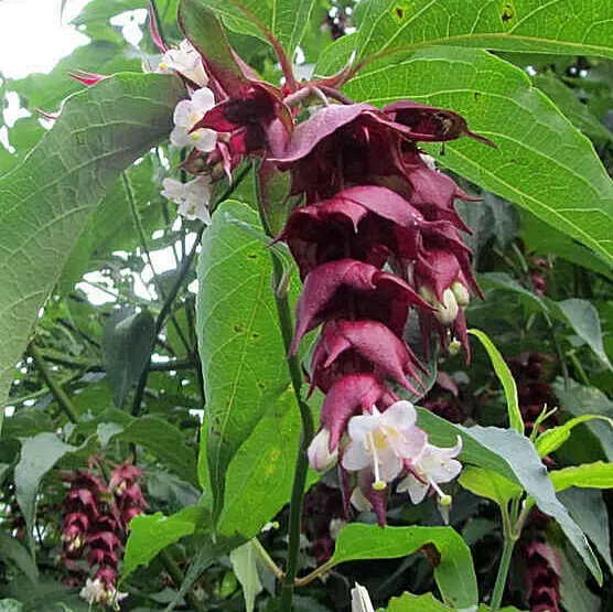 Bulk, Himalayan Honeysuckle Bush 1000 Seeds - £23.06 GBP